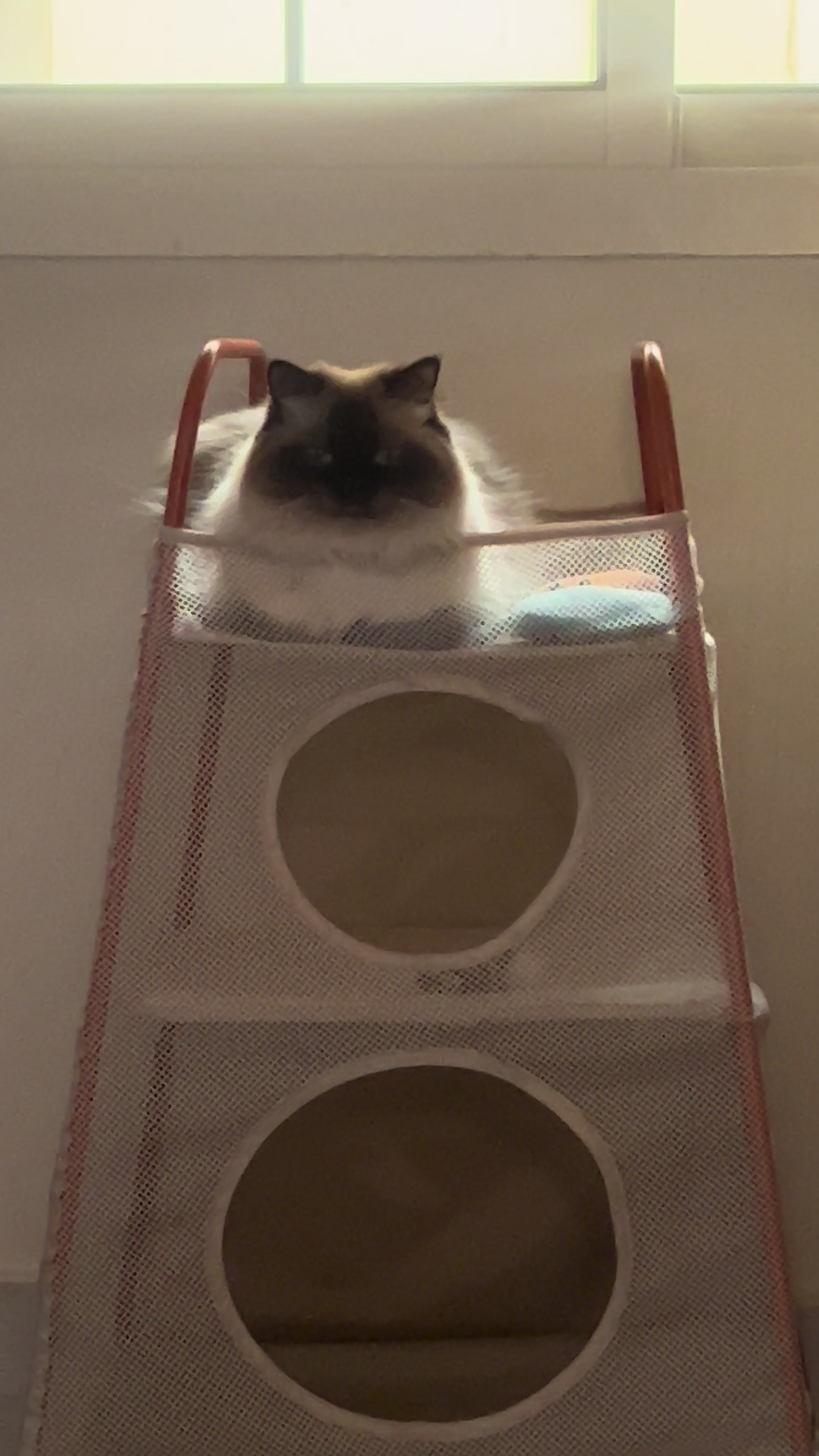 @himalayancat0