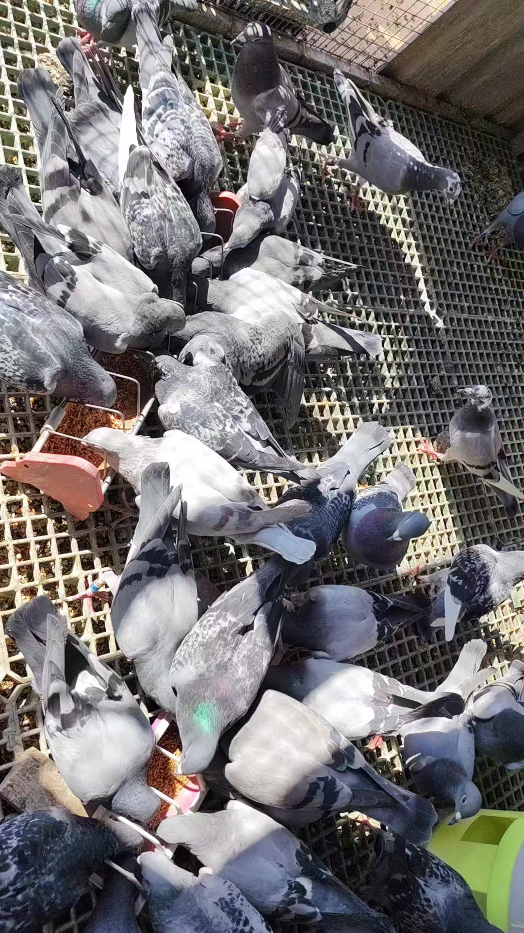 @duhok zajel