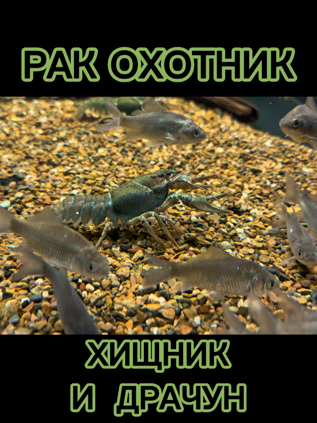 @Судак в Аквариуме