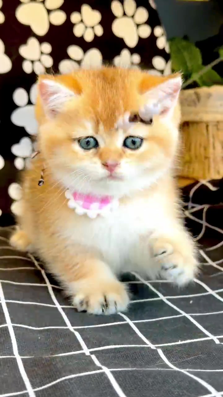@fuyncats