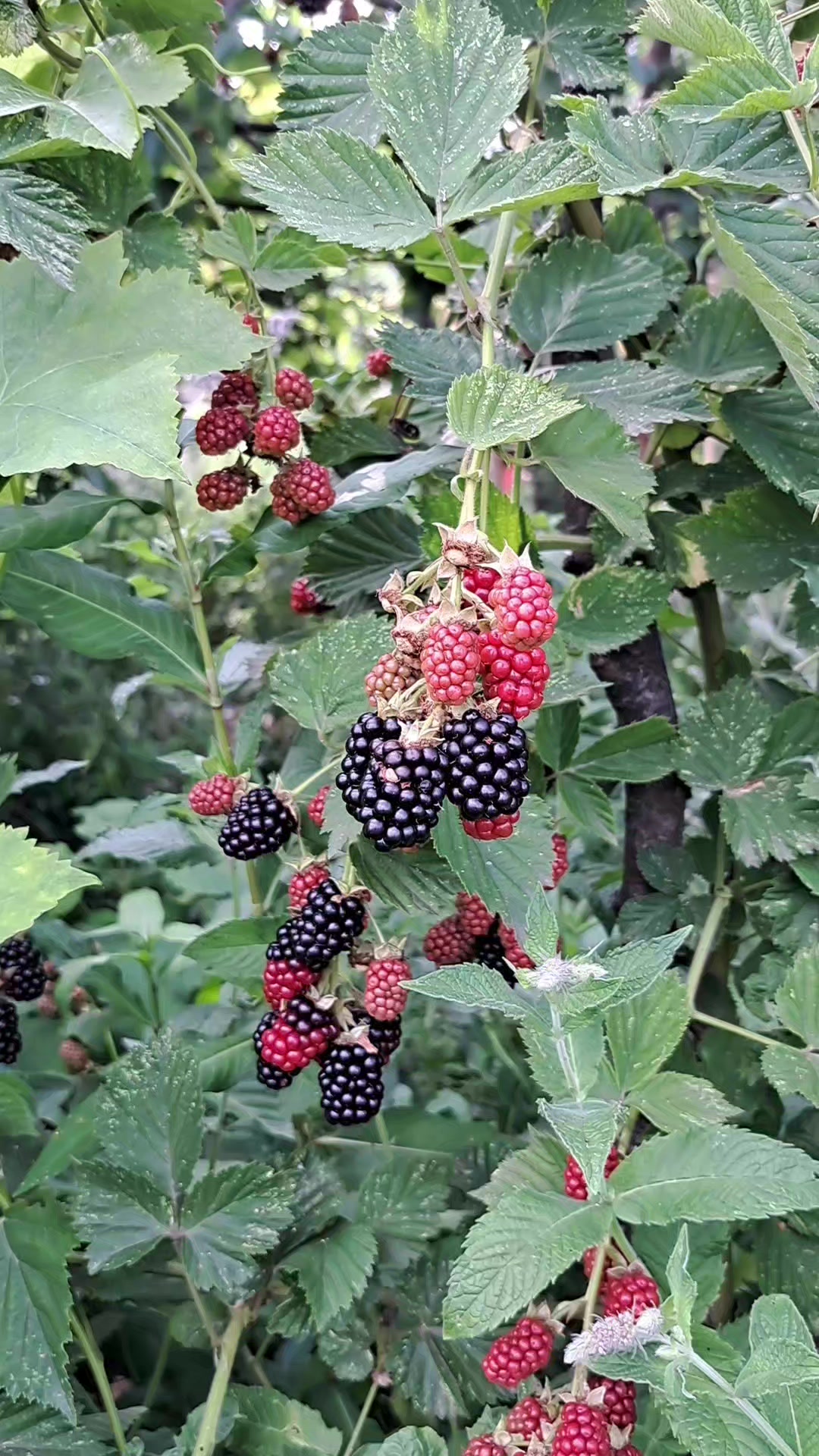 @rövşən