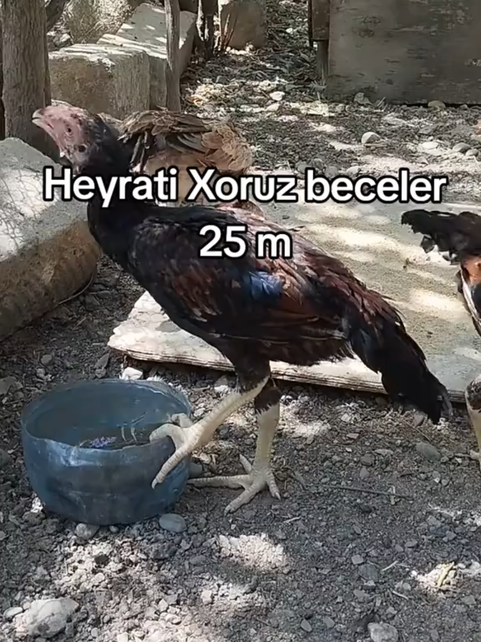@kurdemir heyrati satisi