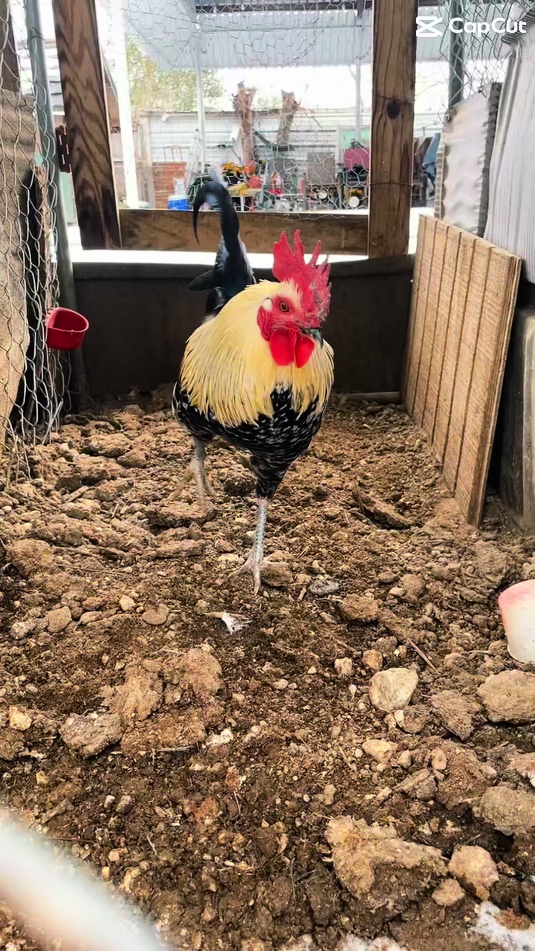 @PR_Gamefowl👑