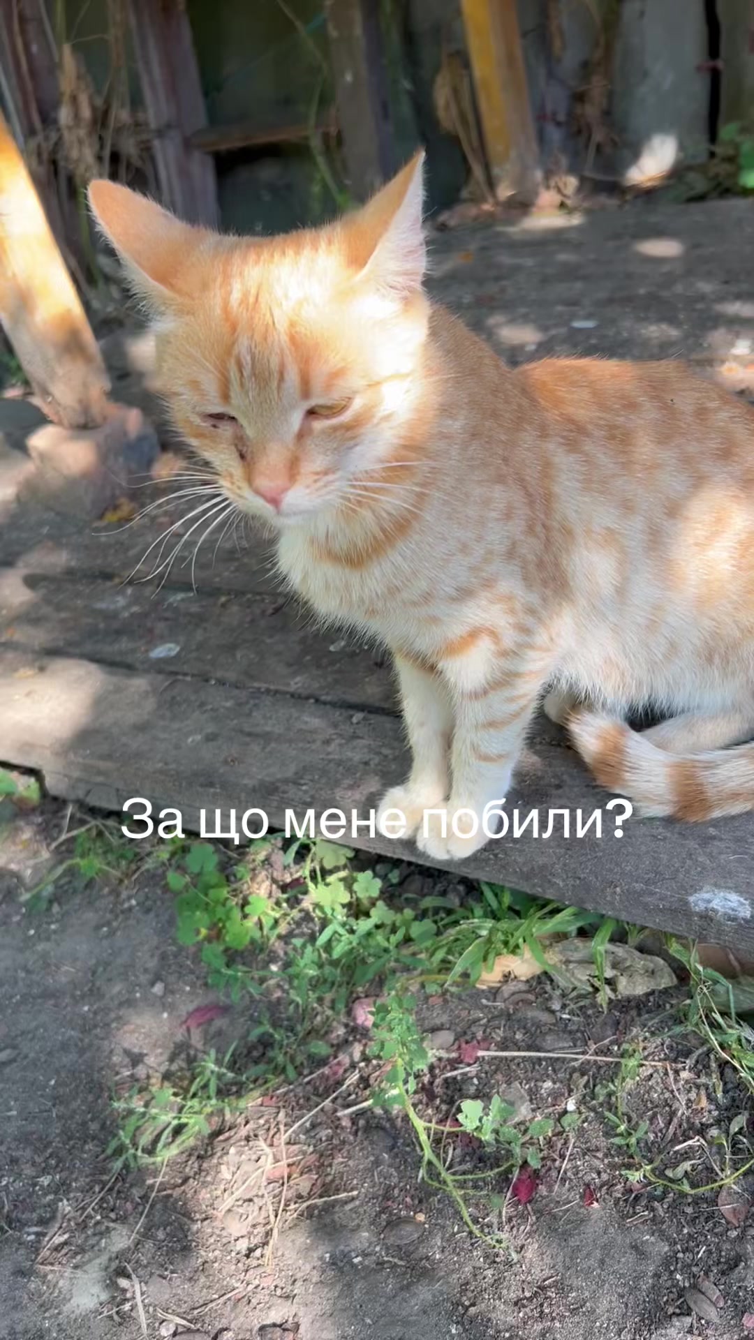 @Алиса