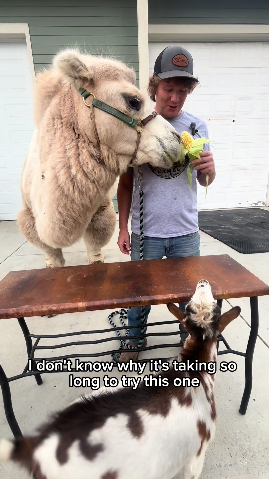@MayhemTheCamel