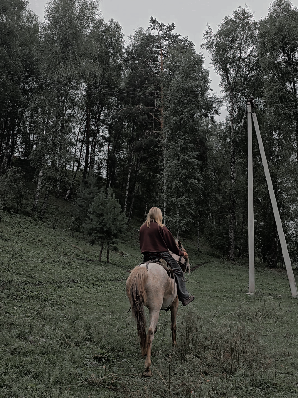 @tg: altaihorses