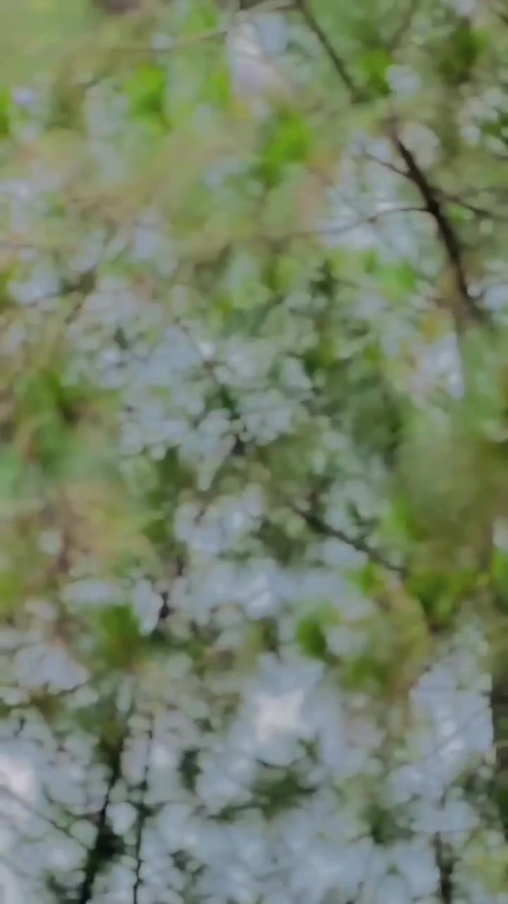 @🕊️🕊️Moحsiن🪽🪽