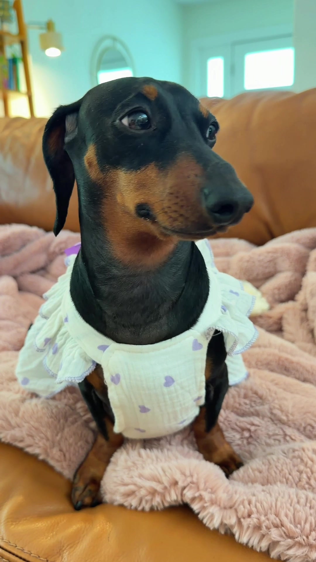 @Penny the Dachshund