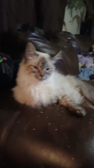 @ACrazyCatLady82
