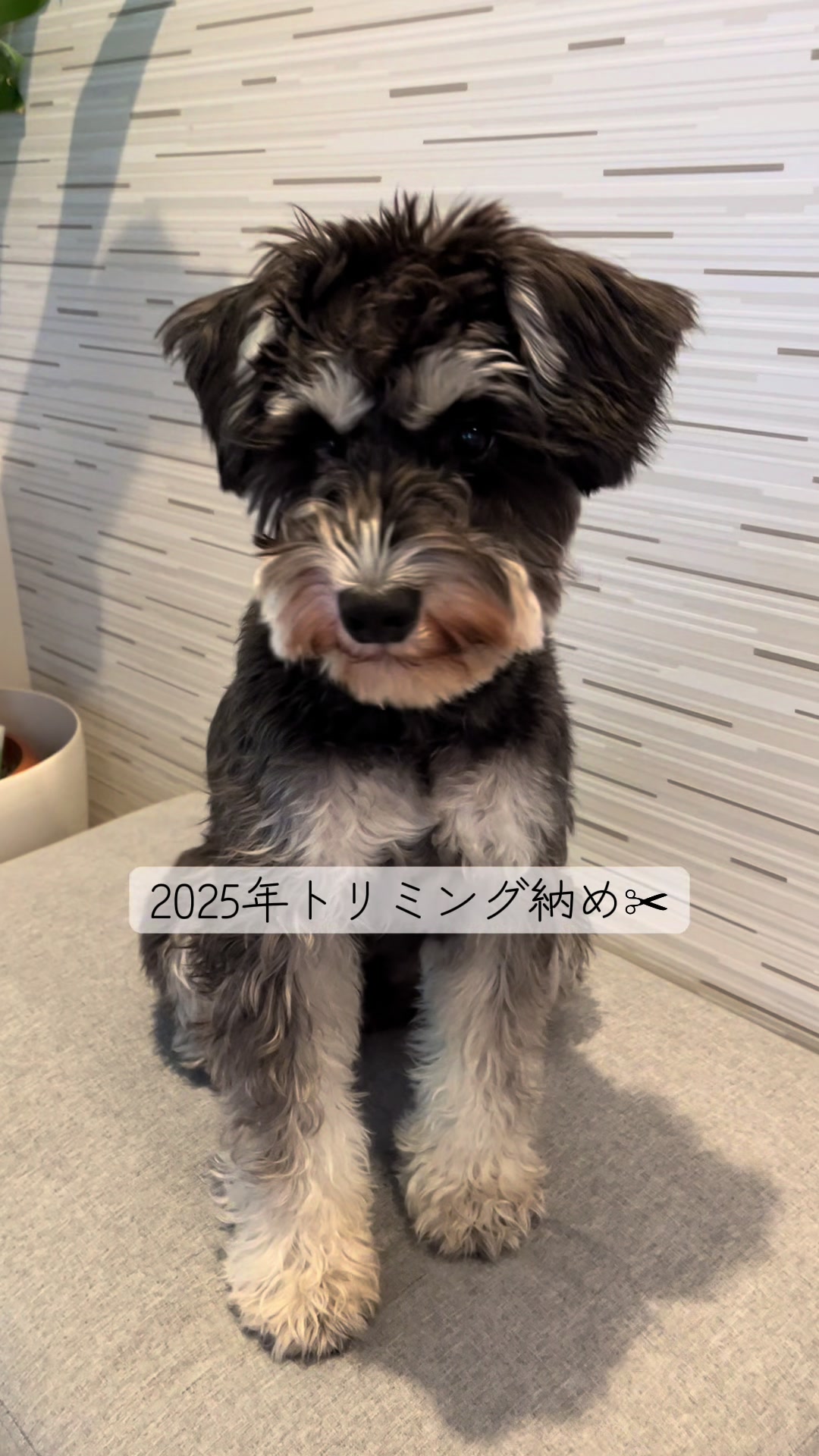 @ミニシュナらび