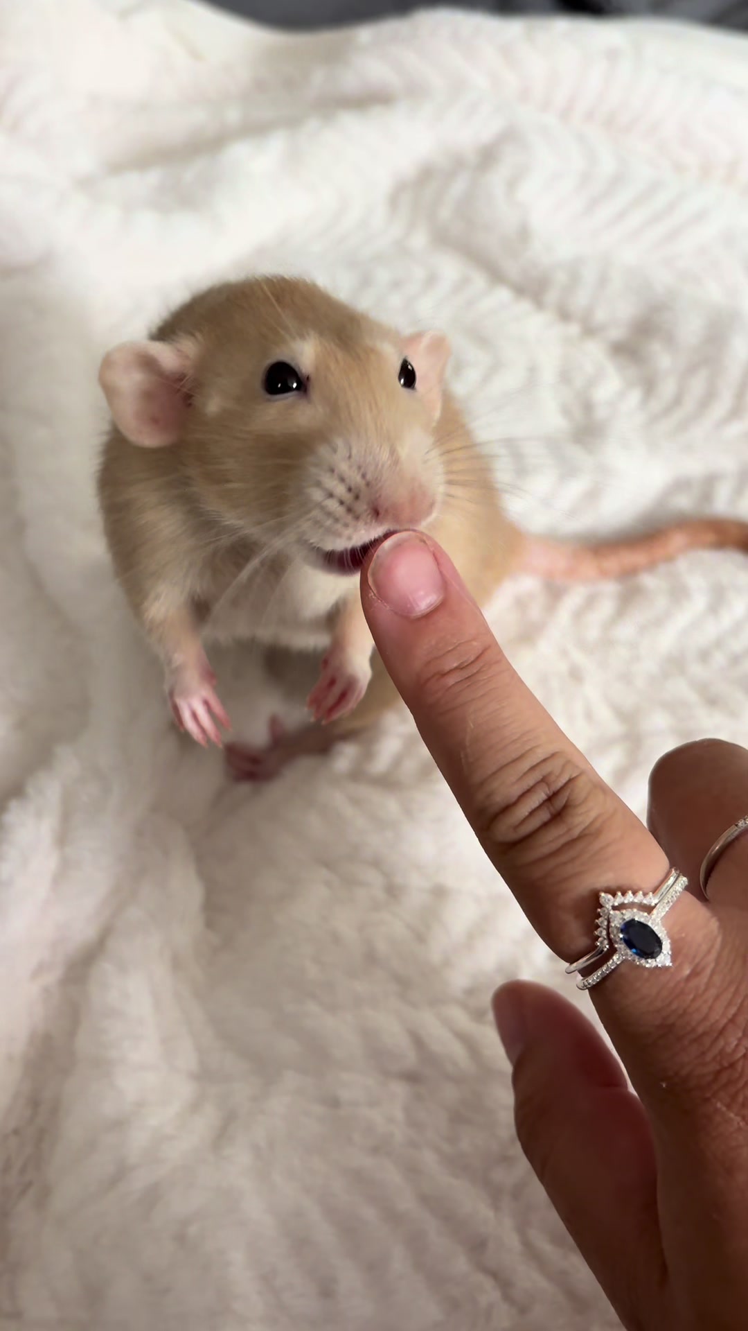 @Liloobi's Mischief
