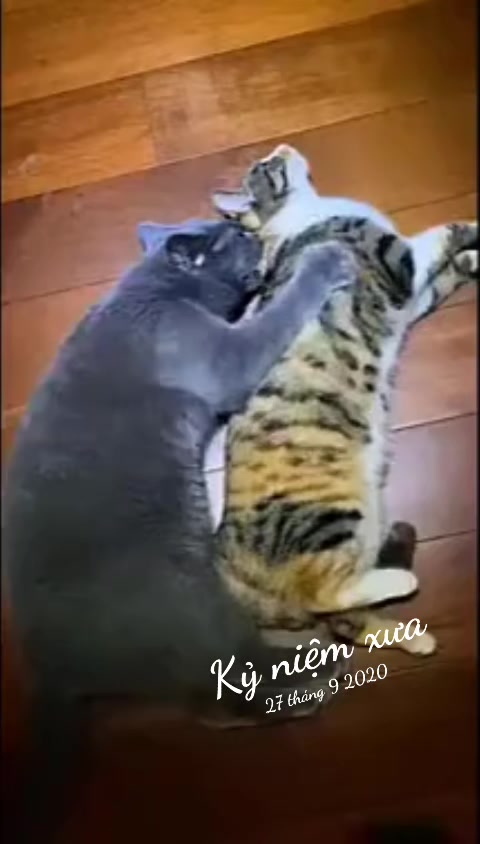 @JBN CATS