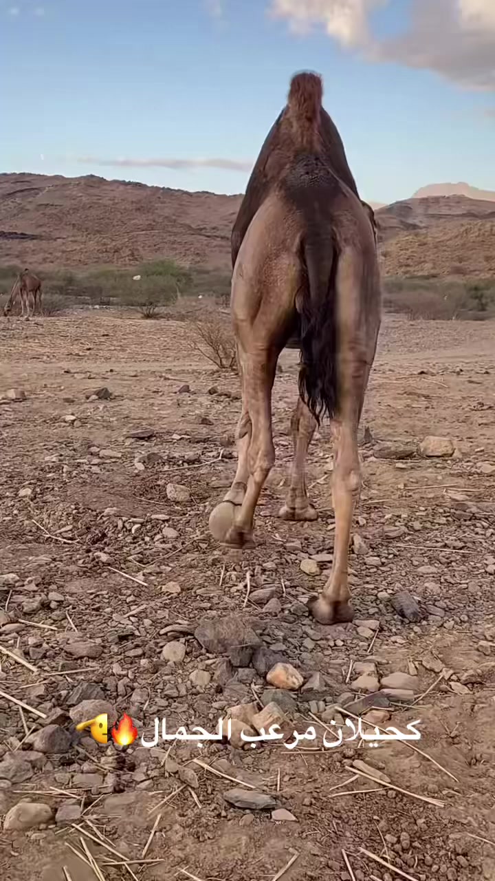 @سلطان الزهراني 702