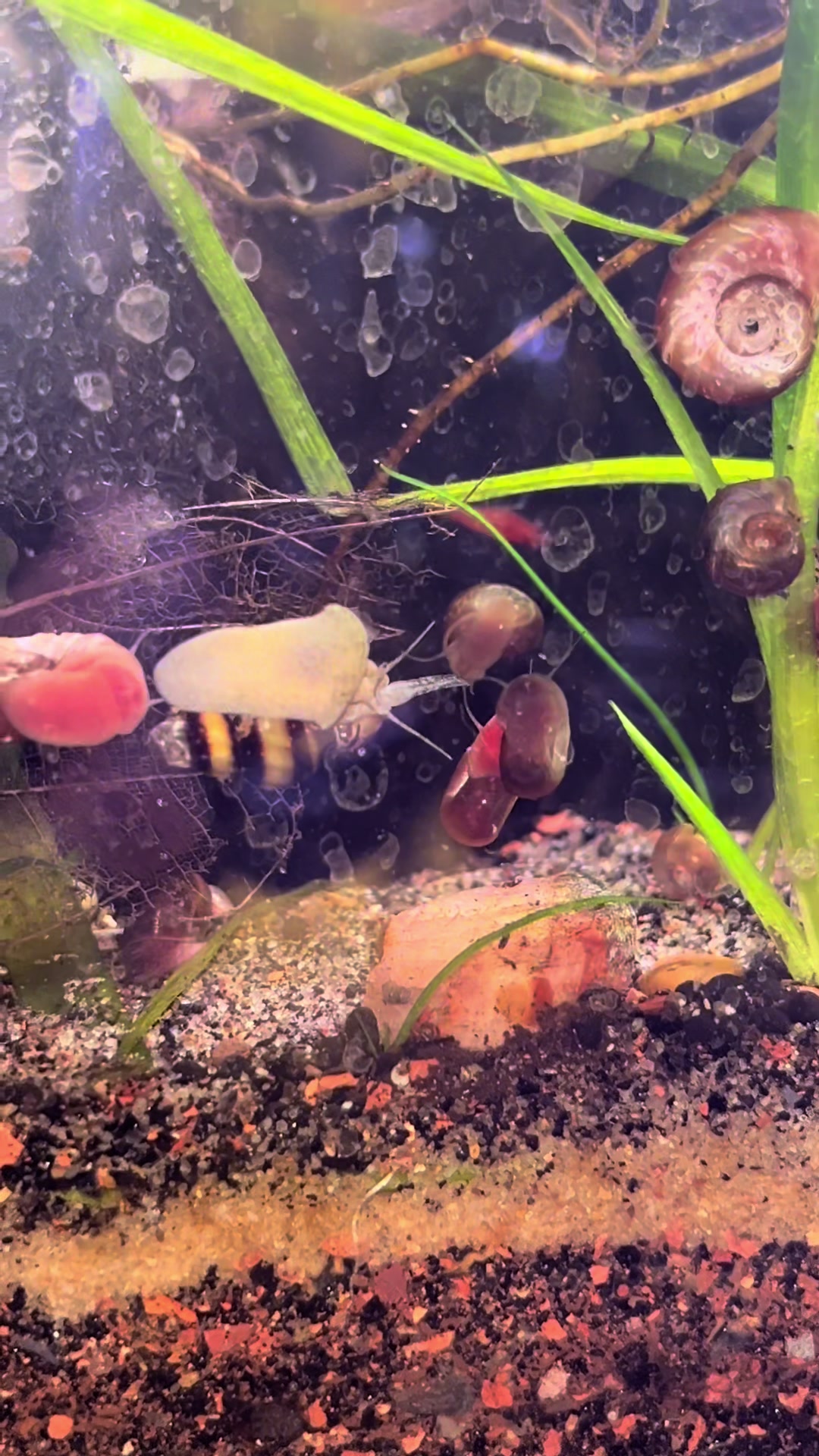@murderpea🐡