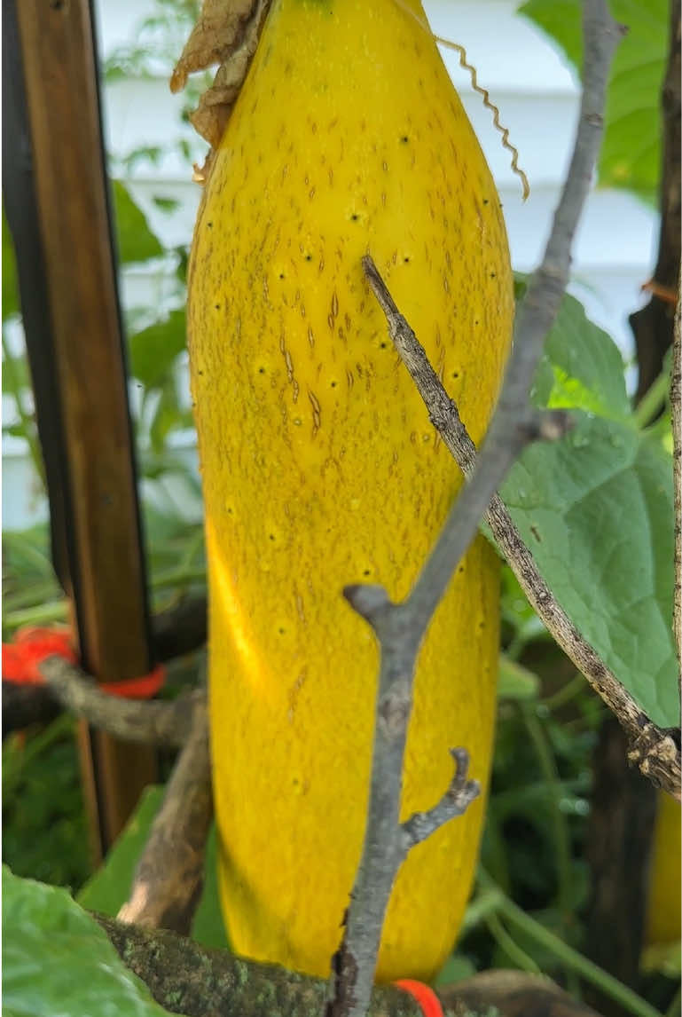 @पारदर्शी खरेल