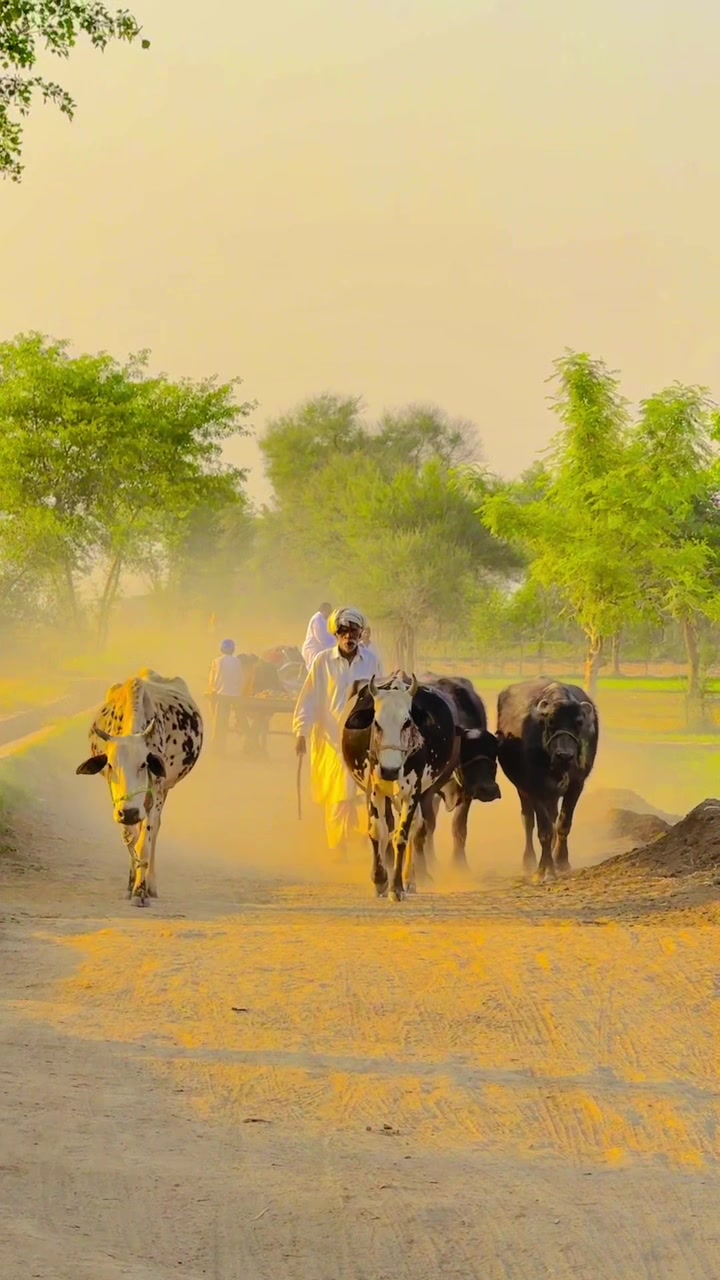 @سوہنا پنجاب🌾🫀