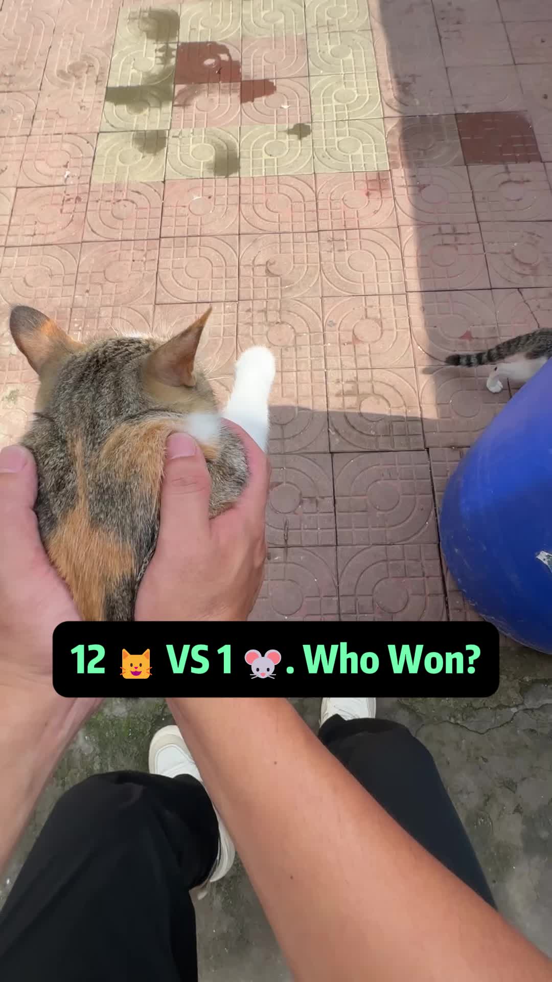 @Stray Cat Talkz