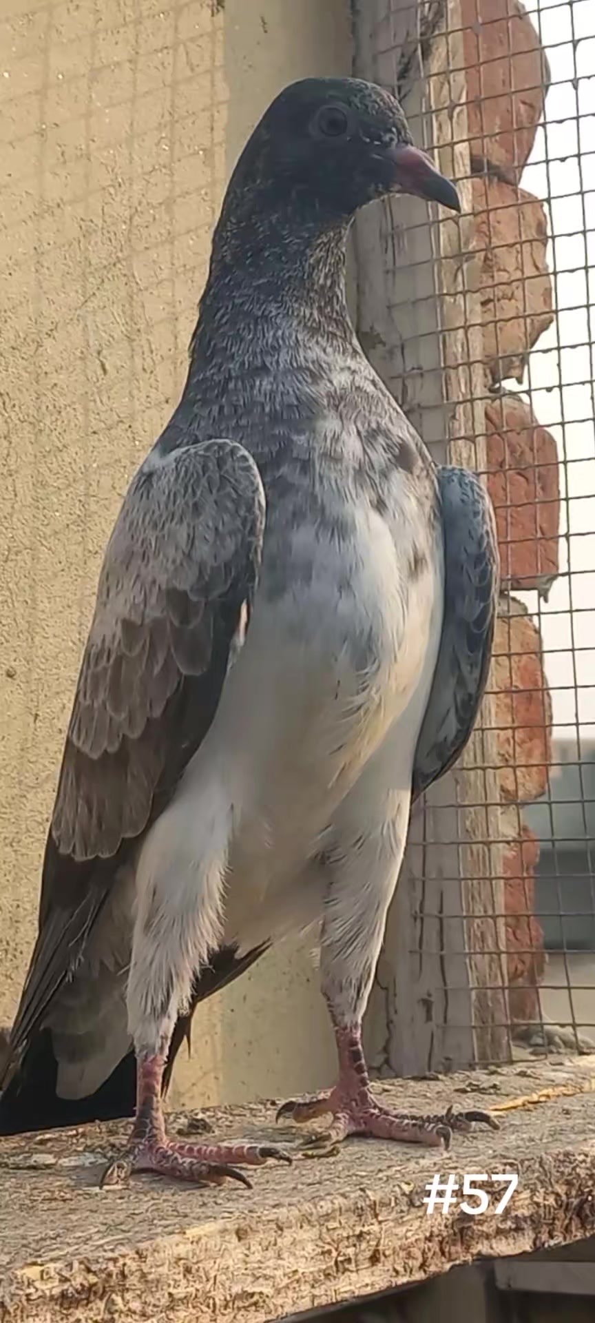 @Ranakasuripigeon