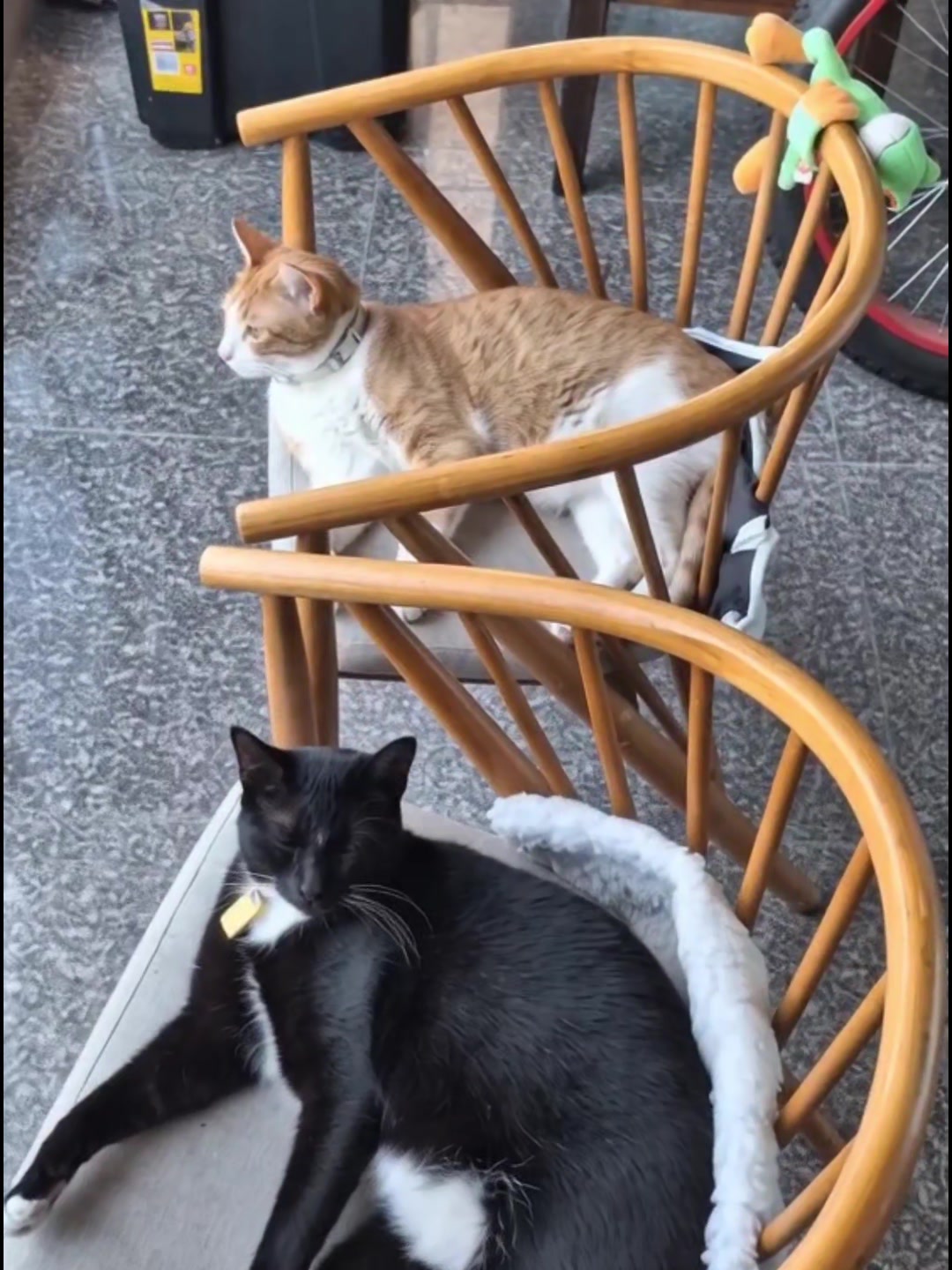 @Random Cat Stuff