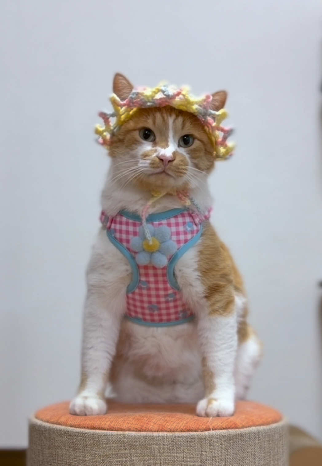 @お散歩大好きもんぶらん🐈