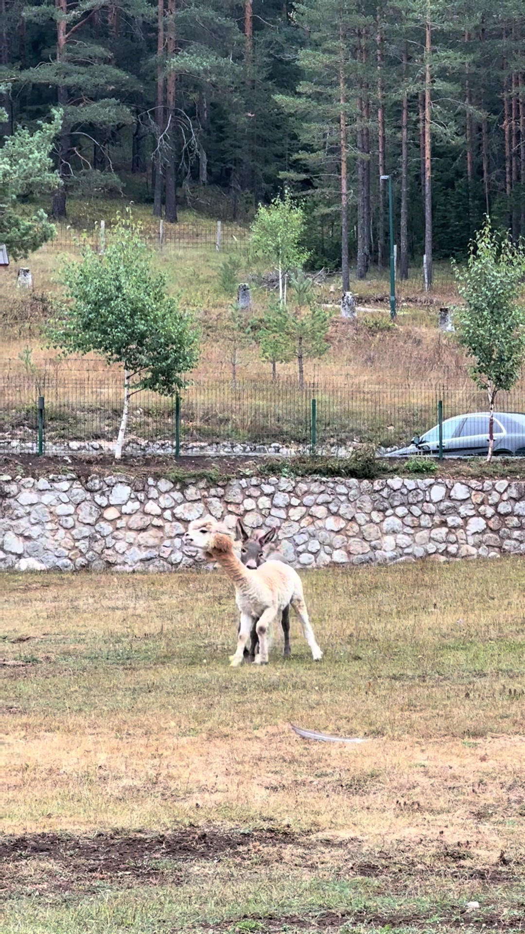 @Ceca lučić