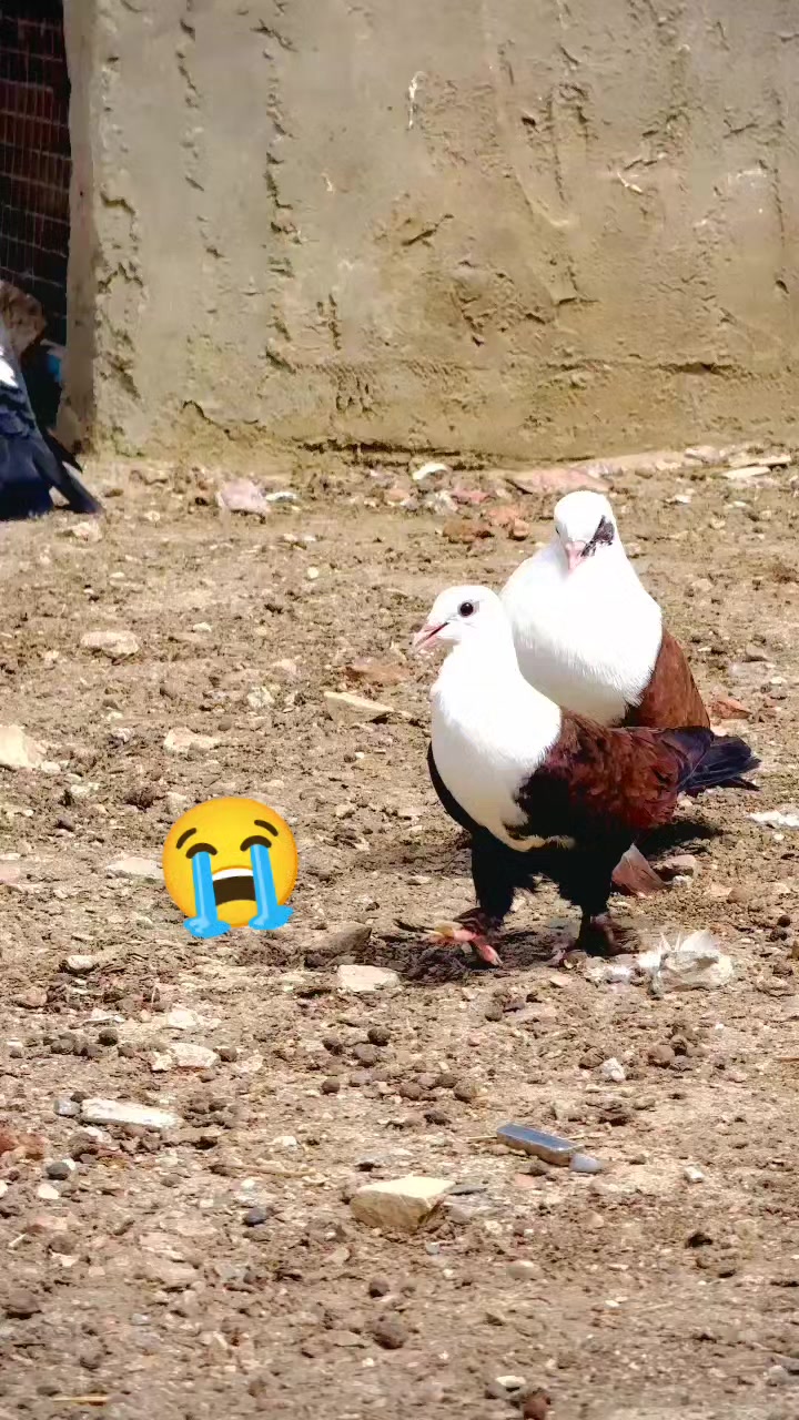 @عدیل رحمن لیہ وال کبوتر باز