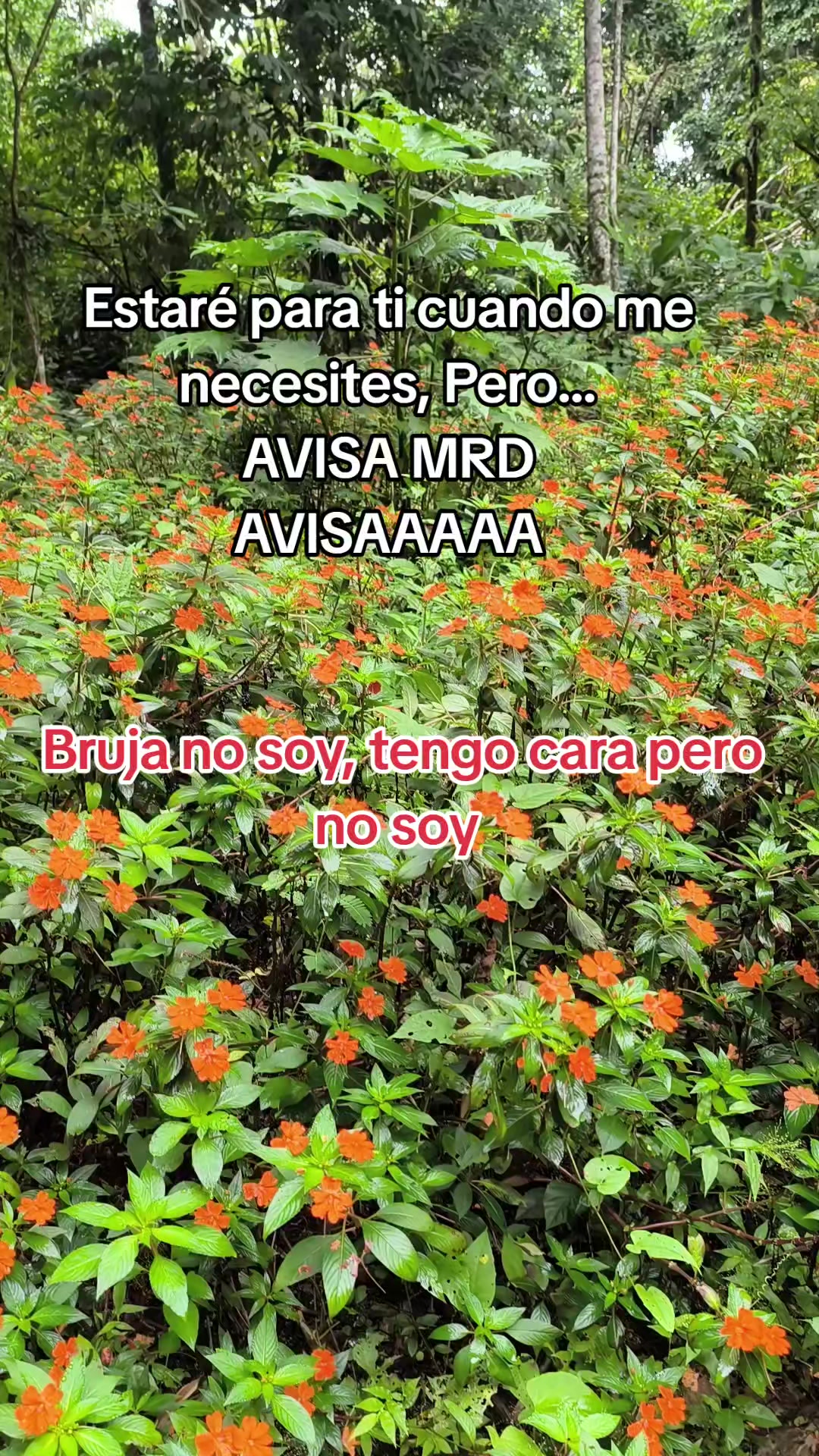 @Dulce Alexiita