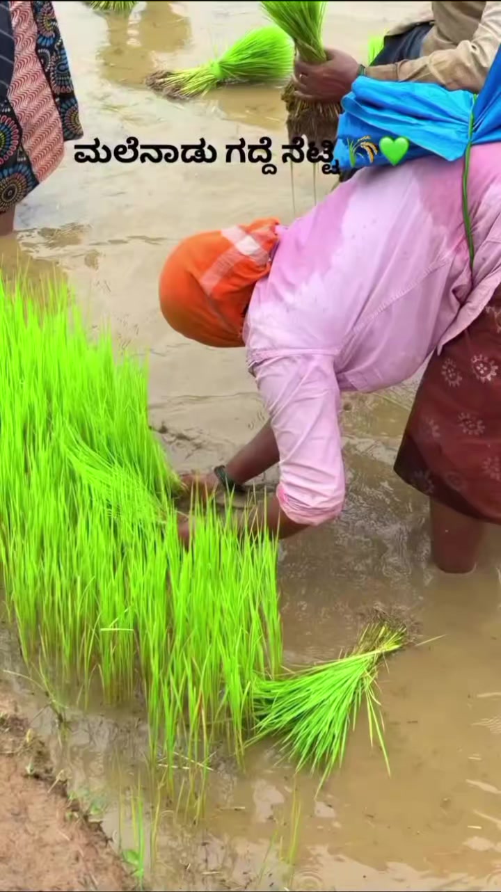 @●ಮಲ್ನಾಡ್ ಹುಡ್ಗ●