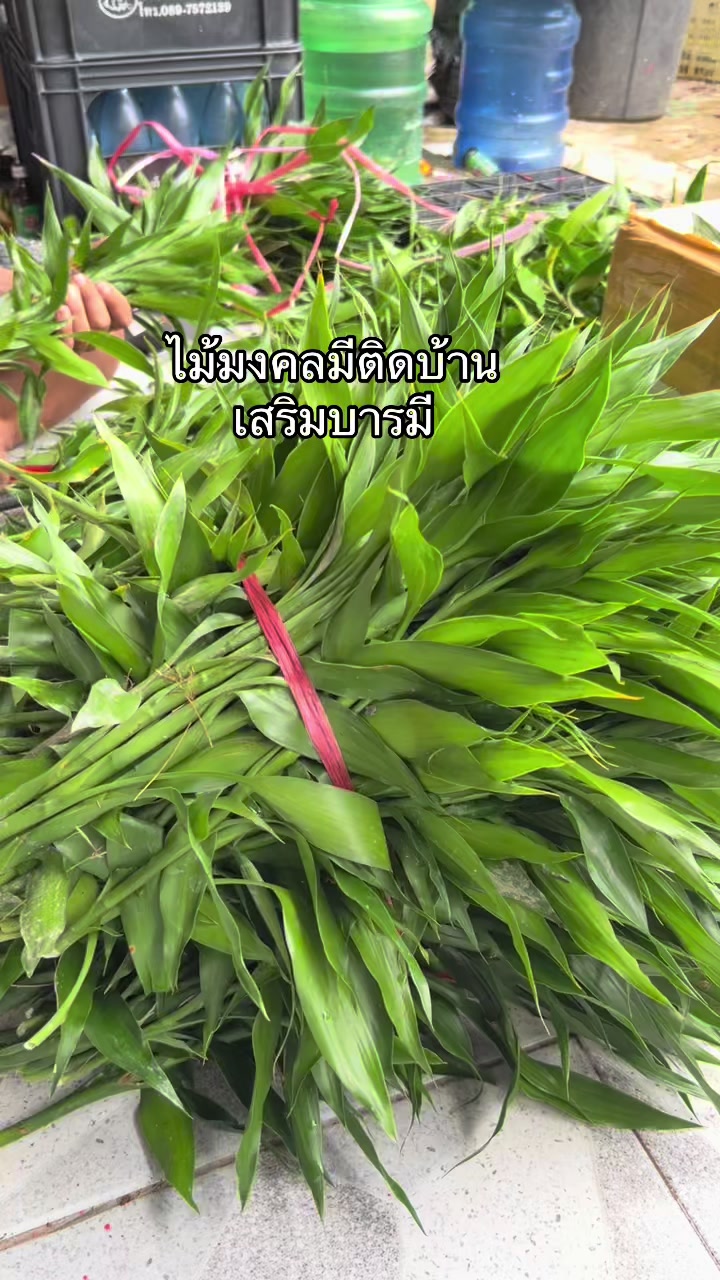 @ไผ่กวนอิมใส่โหลปลากัด