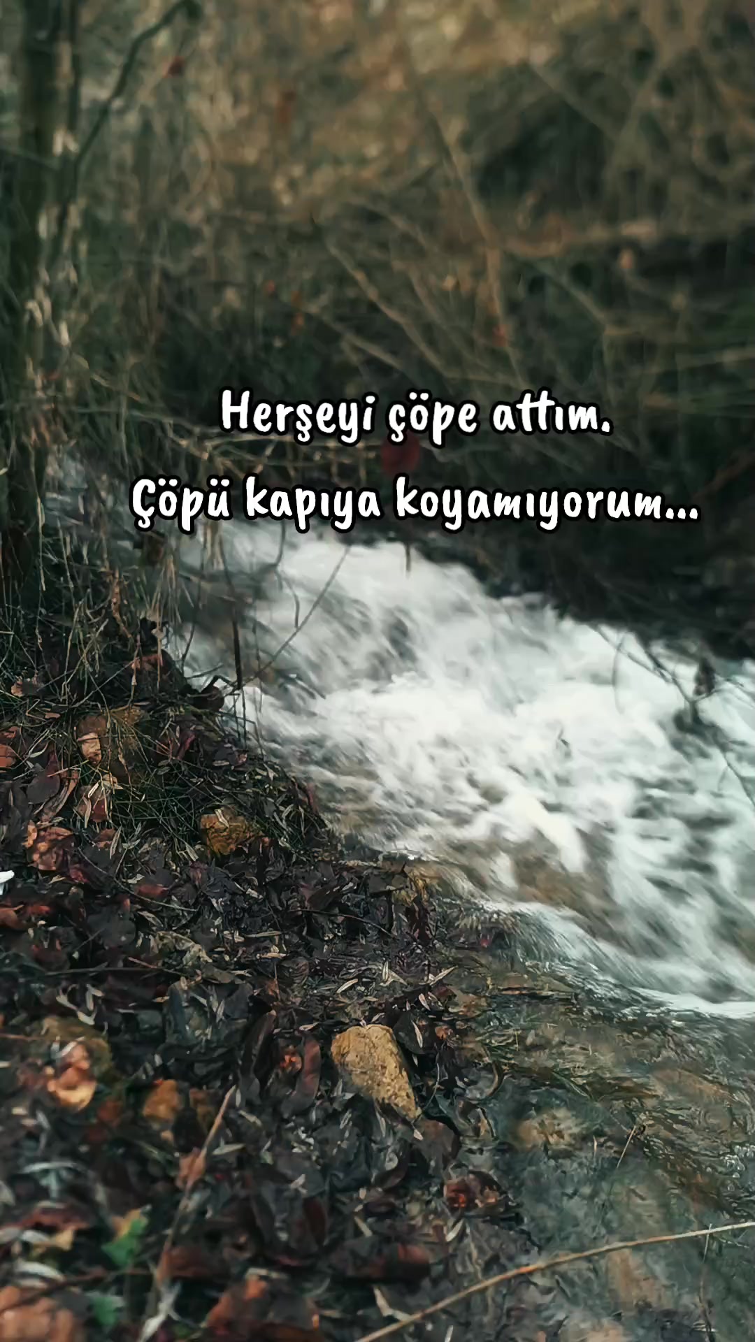 @kedi