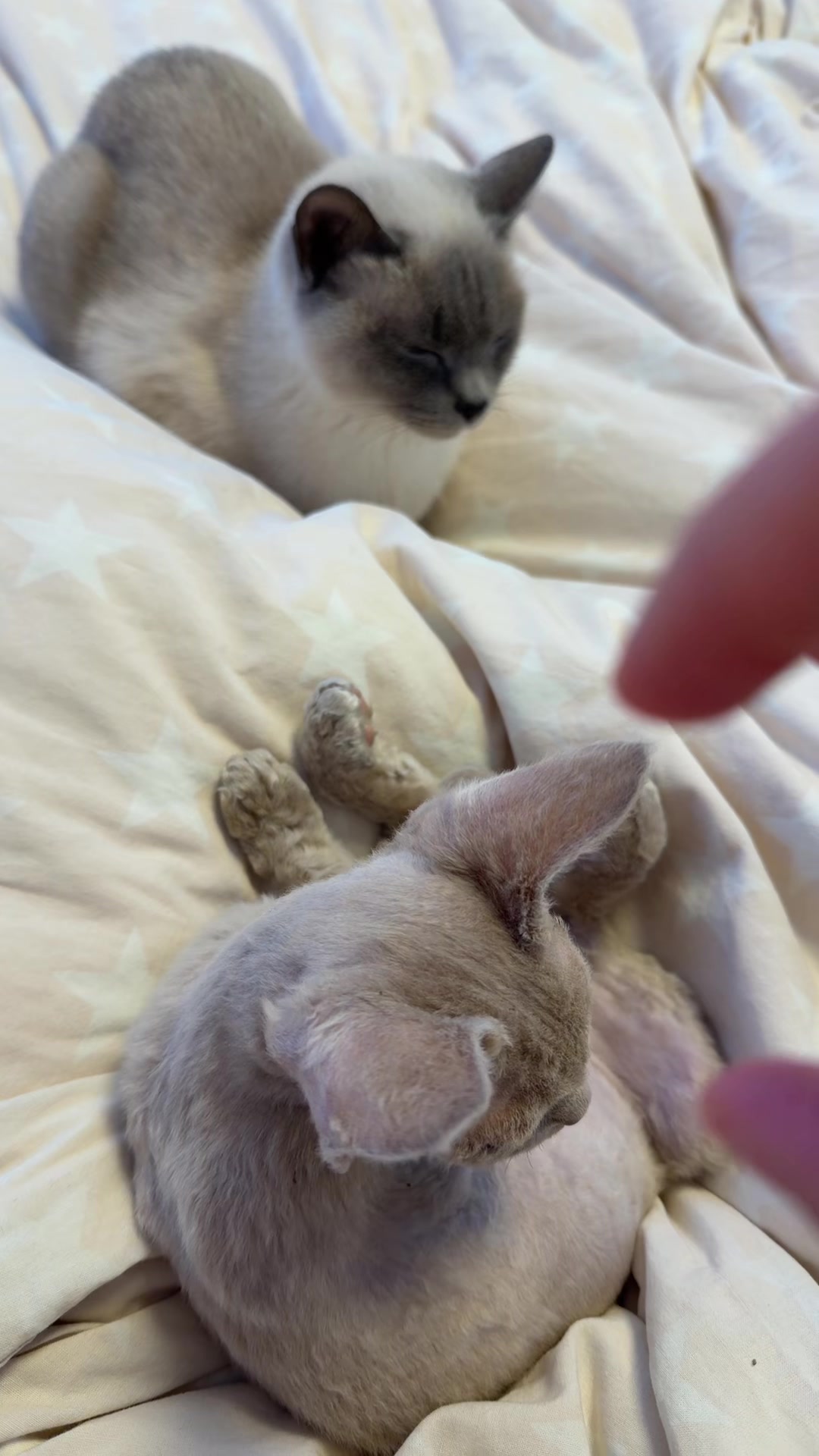 @TugbasCats