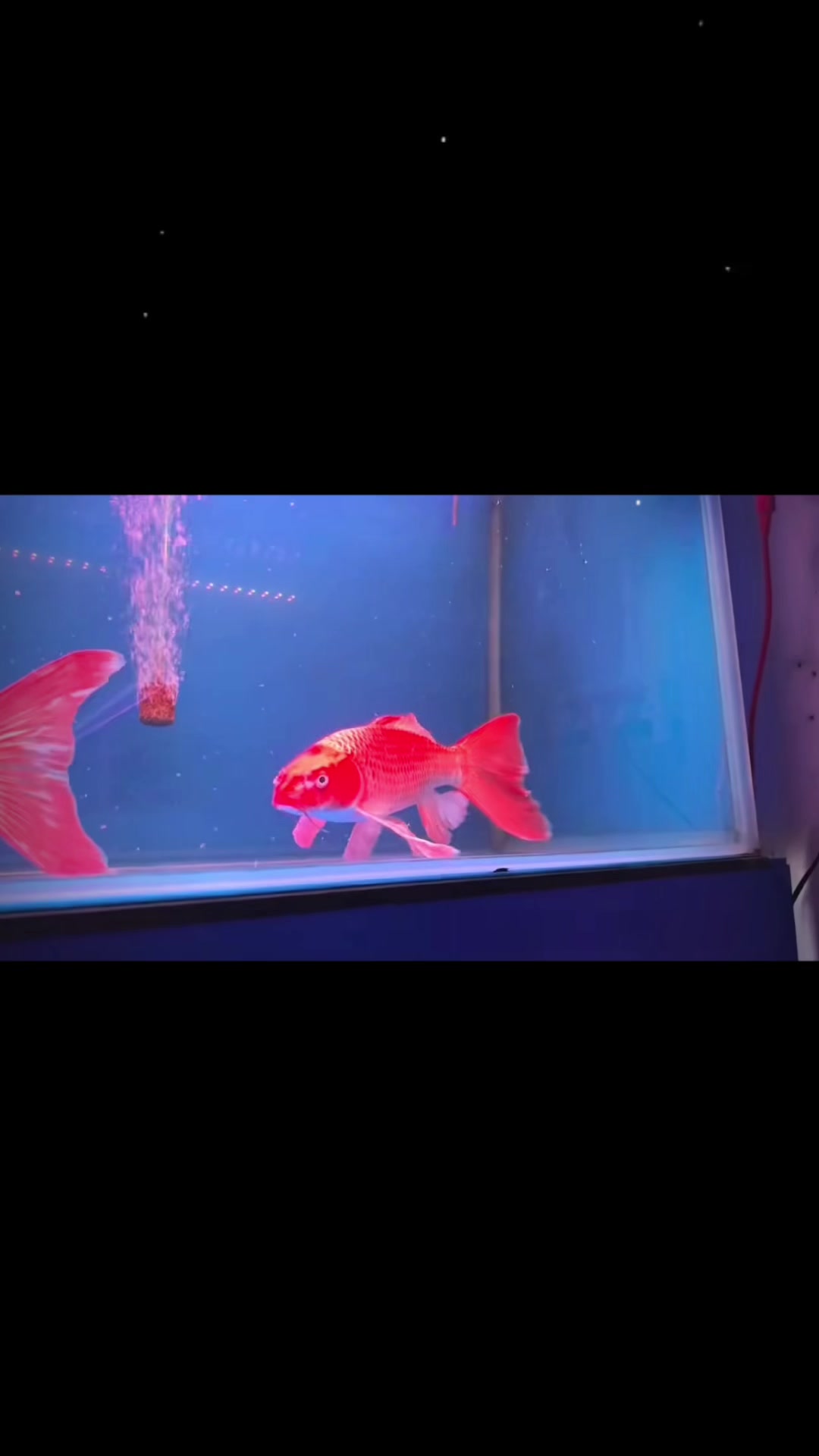 @網上看魚