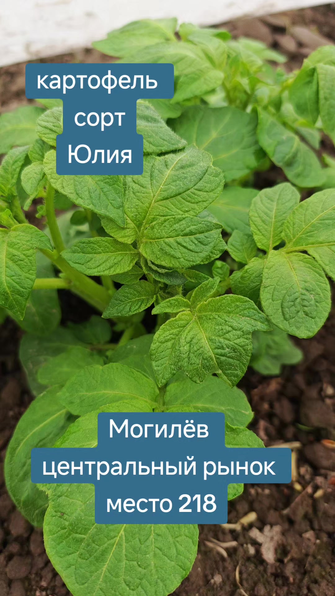 @Картофель Могилёв