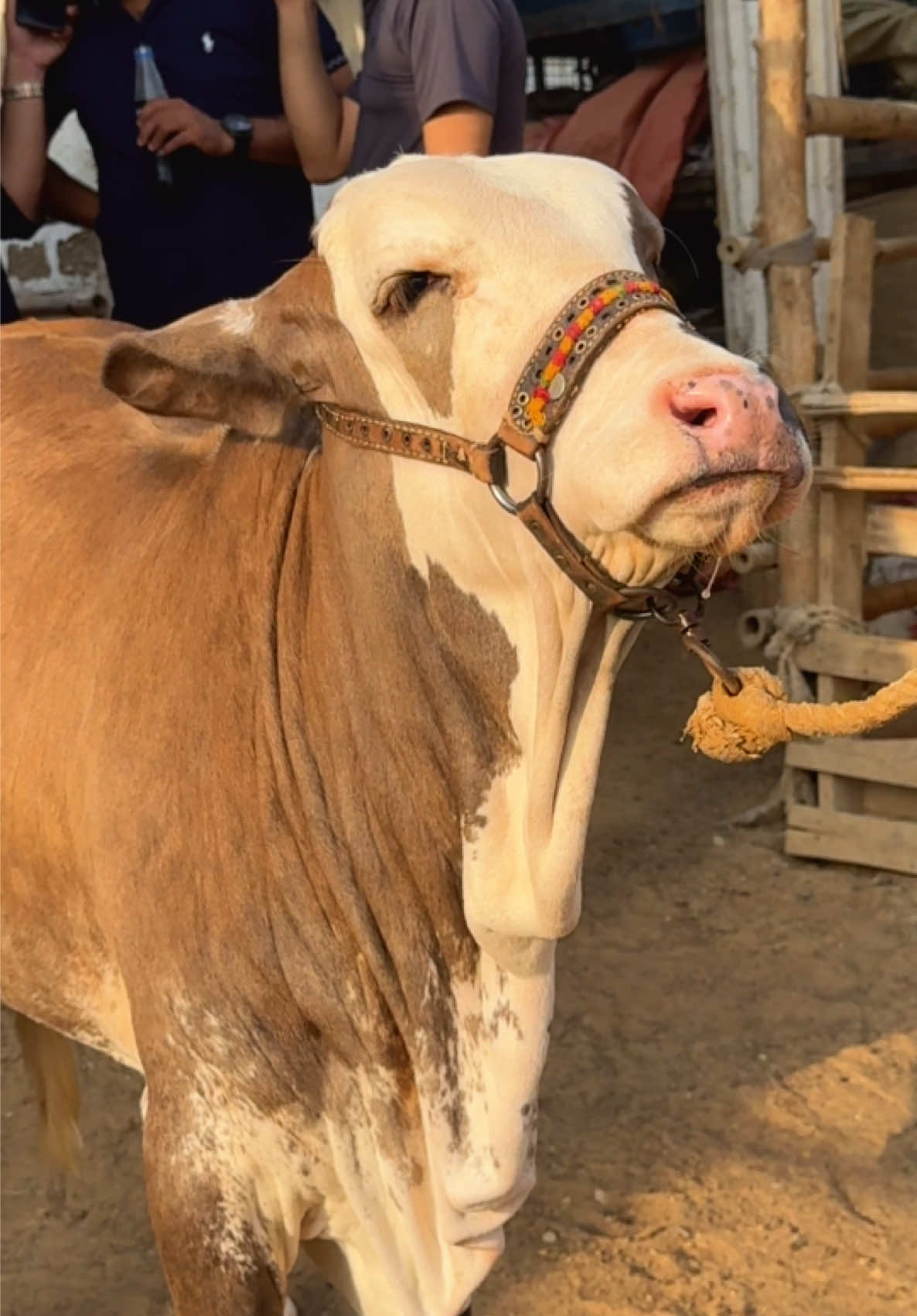 @Karachi Bull lovers
