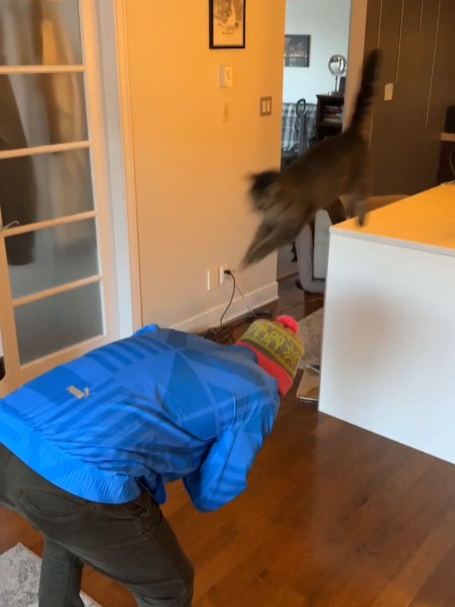 @Bellarda the cat