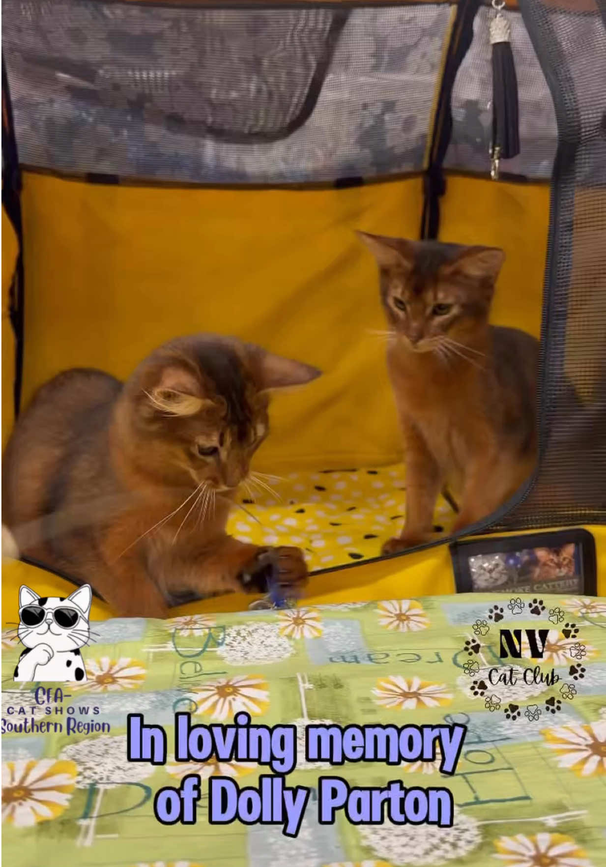 @NewVisionCatClub