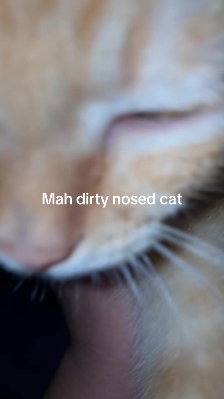 @Spynxcat