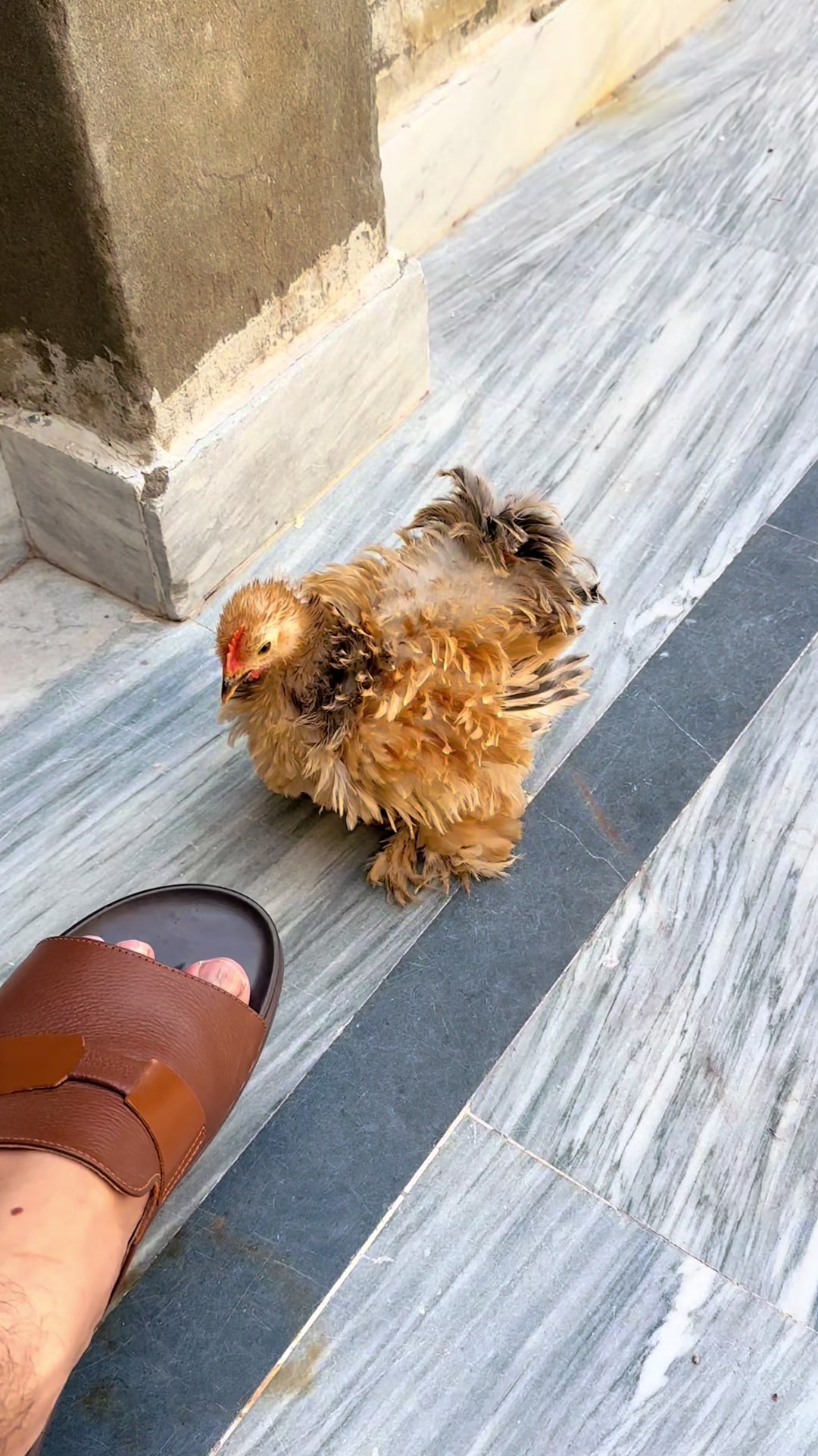 @Lahore Pets Lover