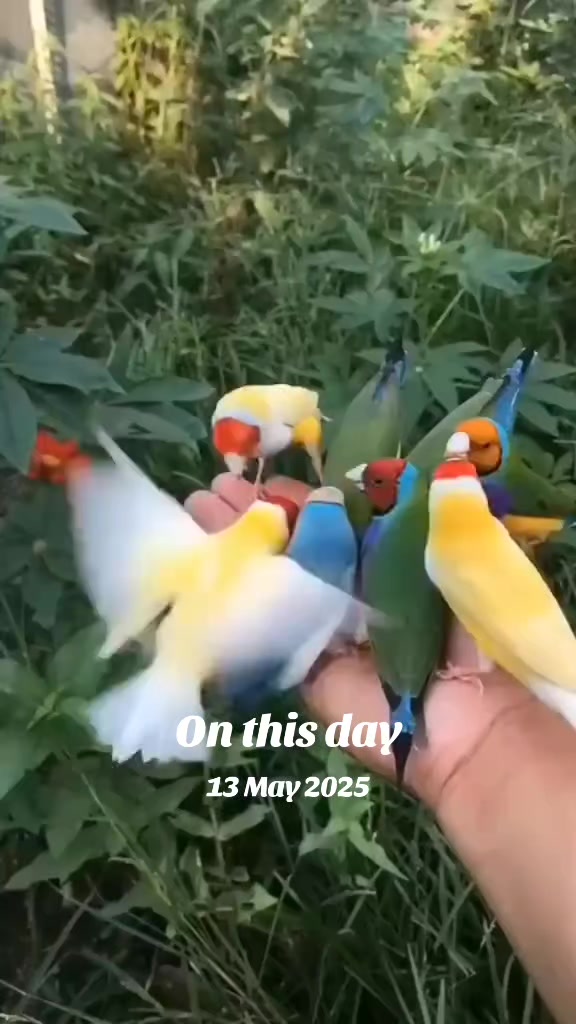 @Nasriinbaby