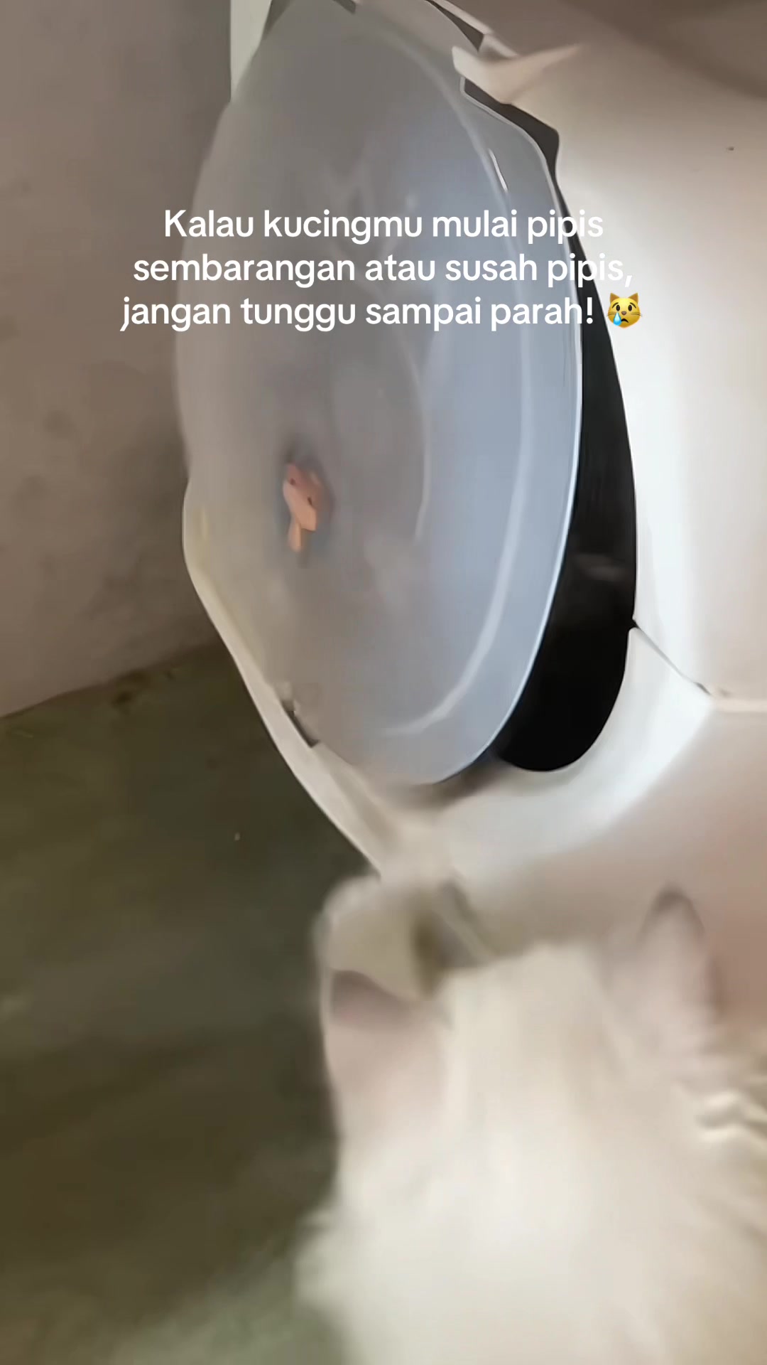 @Kucingmeongmeong