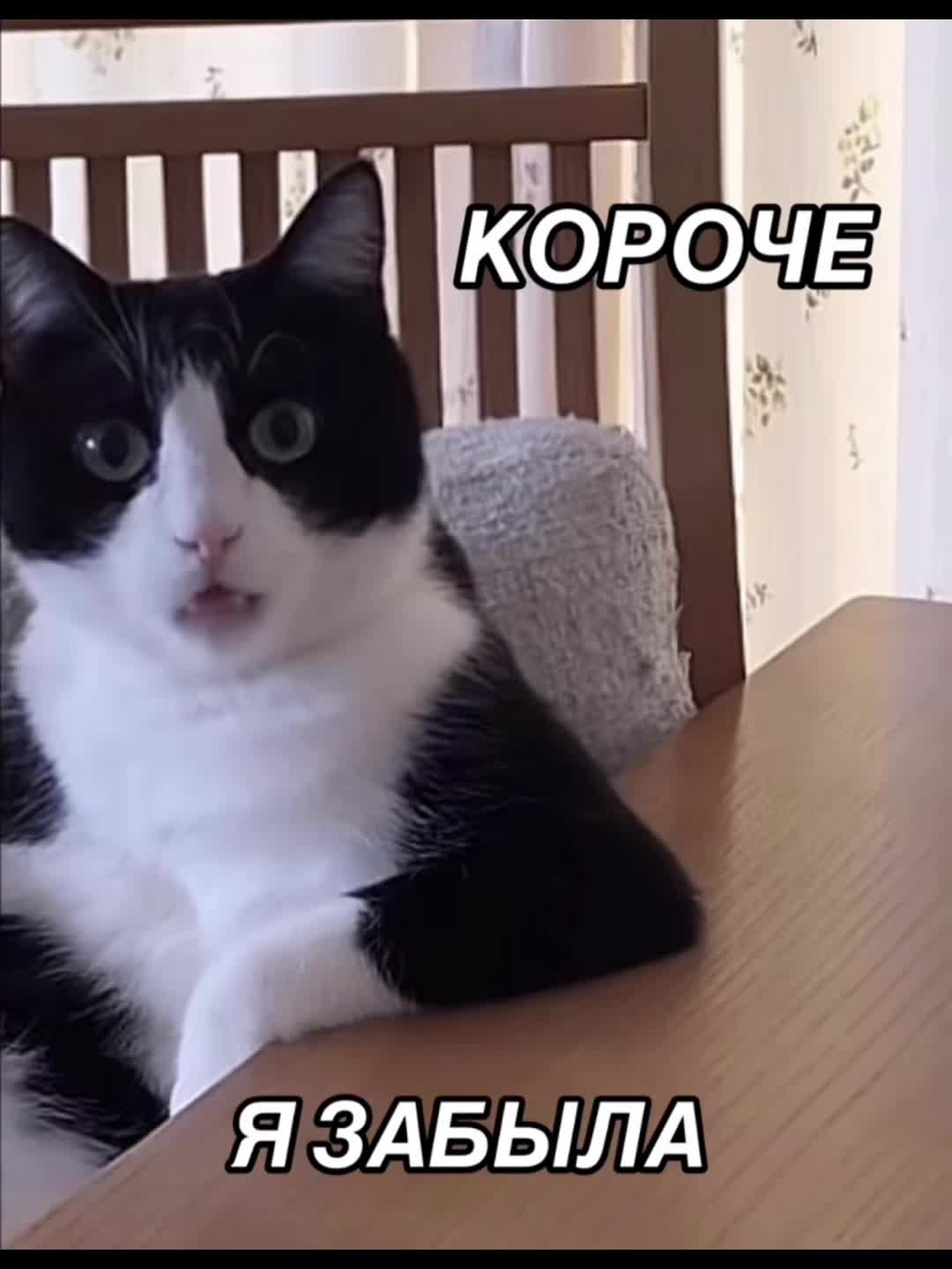 @cheshka
