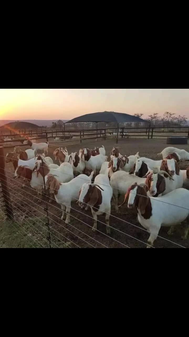 @OFFICIAL GICHEHA FARM RONGAI