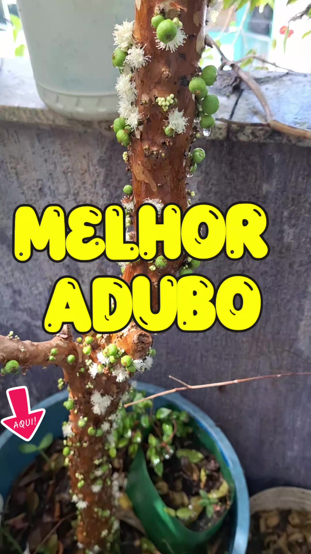 @ROÇA DO DRIM