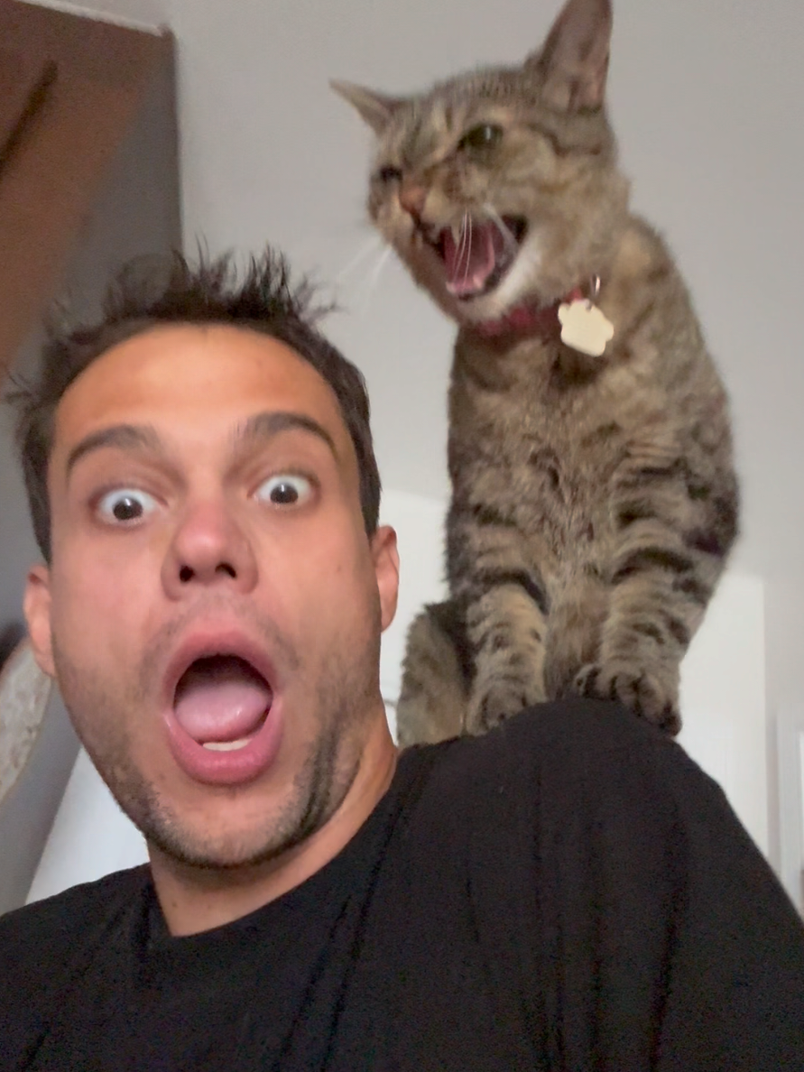 @Bellarda the cat