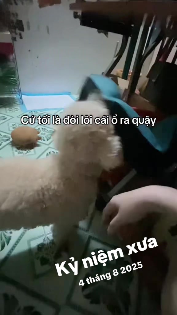 @Đình