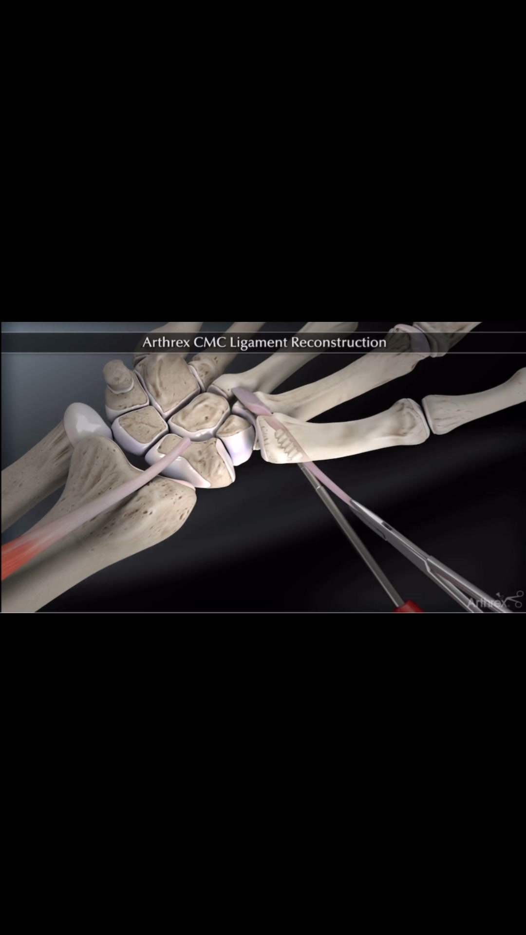 @Anatomias