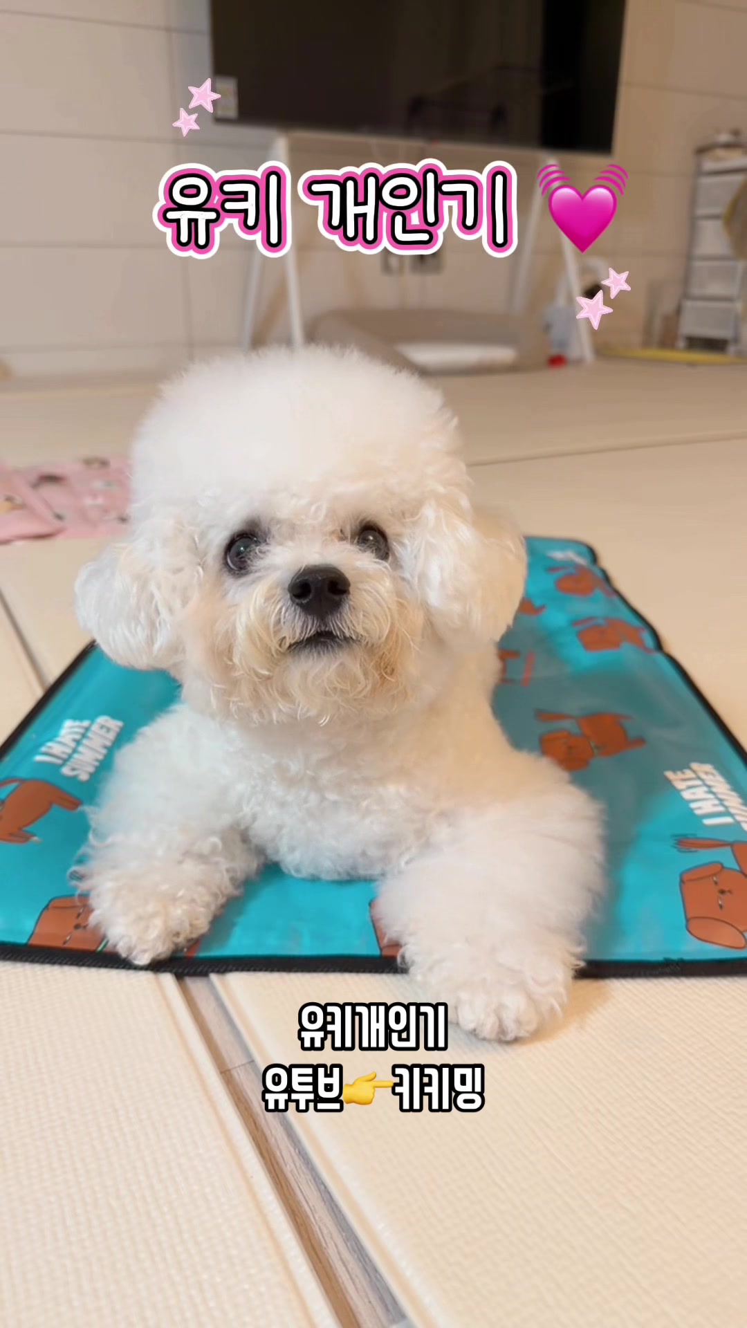 @jeju_kiki