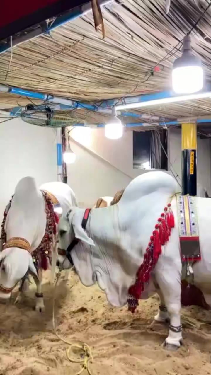 @Sameer._.Raza🤣