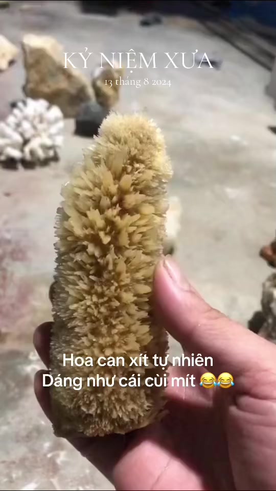 @Thích Đá Thô Nhưng Thật 🌿