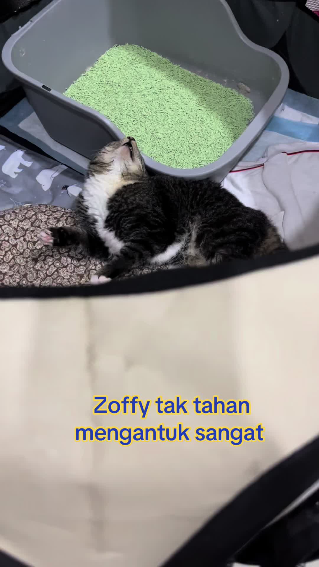 @gengbulus